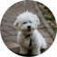 Maltese Puppy For Sale - Pilesgrove Pups Maltese Puppy For Sale - Pilesgrove Pups